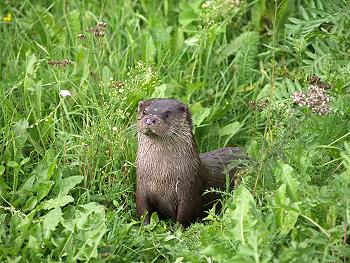 Inmitten des Biosph&auml;renreservates Schorfheide-Chorin befindet sich die Blumberger M&uuml;hle - Ein Reservat der besonderen Art