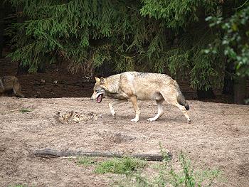 Der Wildpark Schorfheide bietet v. a. Kindern ein Erlebnis. Elche, W&ouml;lfe, Wildpferde, usw. gilt es zu finden und zu bestaunen